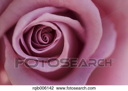 Rose flower View Large Photo Image Stock Image - Rose flower. Fotosearch