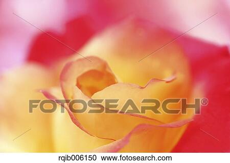 Rose flower View Large Photo Image Stock Image - Rose flower. Fotosearch