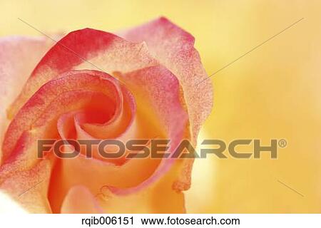 Stock Image - Rose flower. Fotosearch