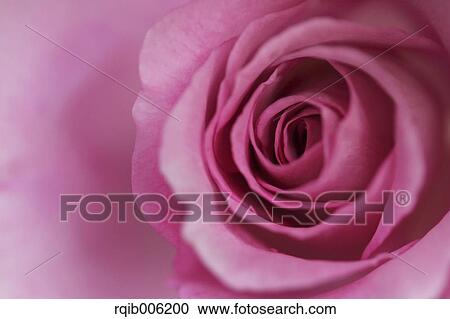 Stock Image - Rose flower. Fotosearch