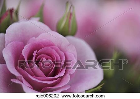 Rose flower View Large Photo Image Stock Image - Rose flower. Fotosearch