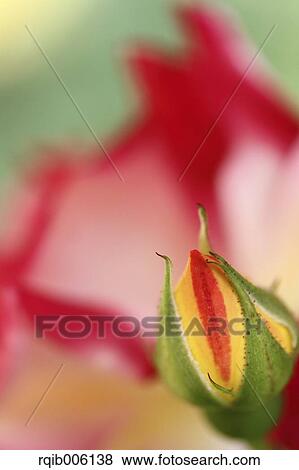 Stock Photo - Rose flower. Fotosearch