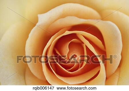 Rose flower View Large Photo Image Stock Photo - Rose flower. Fotosearch