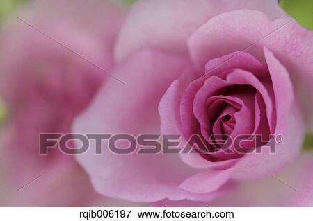 Stock Photo - Rose flower. Fotosearch