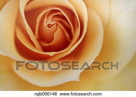 Rose flower View Large Photo Image Stock Photograph - Rose flower. Fotosearch