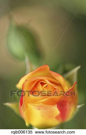 Rose flower View Large Photo Image Stock Photography - Rose flower. Fotosearch
