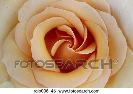 Stock Photography - Rose flower. Fotosearch