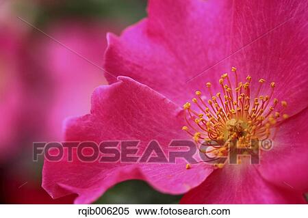 Stock Photography - Rose flower. Fotosearch