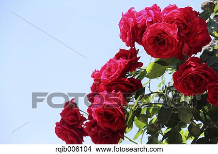 Rose flowers View Large Photo Image Picture - Rose flowers. Fotosearch