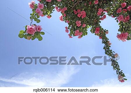 Rose flowers View Large Photo Image Picture - Rose flowers. Fotosearch