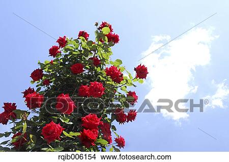 Rose flowers View Large Photo Image Picture - Rose flowers. Fotosearch