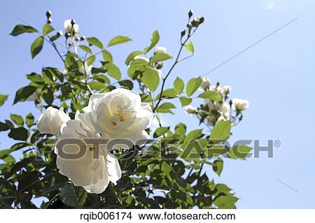 Rose flowers View Large Photo Image Picture - Rose flowers. Fotosearch