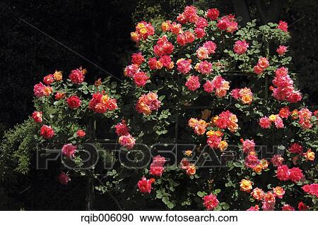 Rose flowers View Large Photo Image Stock Image - Rose flowers. Fotosearch