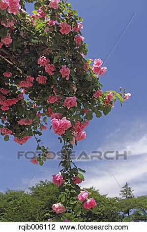 Rose flowers View Large Photo Image Stock Image - Rose flowers. Fotosearch