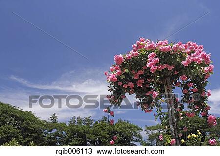 Rose flowers View Large Photo Image Stock Image - Rose flowers. Fotosearch