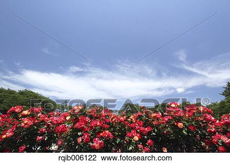 Rose flowers View Large Photo Image Stock Image - Rose flowers. Fotosearch