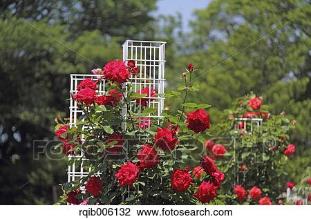 Rose flowers View Large Photo Image Stock Image - Rose flowers. Fotosearch
