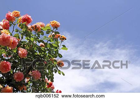 Rose flowers View Large Photo Image Stock Image - Rose flowers. Fotosearch