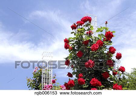 Rose flowers View Large Photo Image Stock Image - Rose flowers. Fotosearch