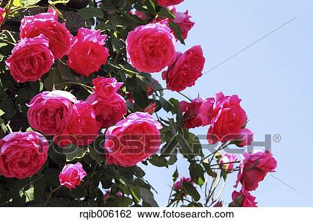 Rose flowers View Large Photo Image Stock Image - Rose flowers. Fotosearch