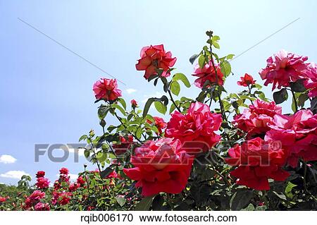 Rose flowers View Large Photo Image Stock Image - Rose flowers. Fotosearch