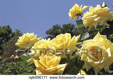 Rose flowers View Large Photo Image Stock Image - Rose flowers. Fotosearch