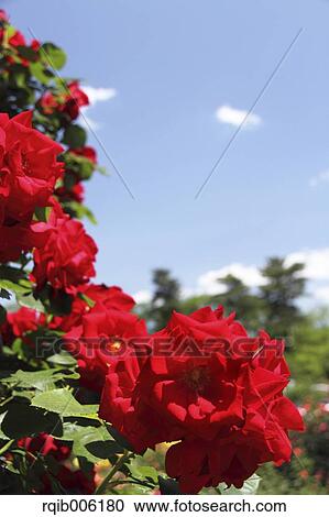 Rose flowers View Large Photo Image Stock Image - Rose flowers. Fotosearch