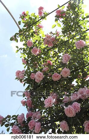 Rose flowers View Large Photo Image Stock Image - Rose flowers. Fotosearch