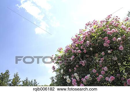 Rose flowers View Large Photo Image Stock Image - Rose flowers. Fotosearch