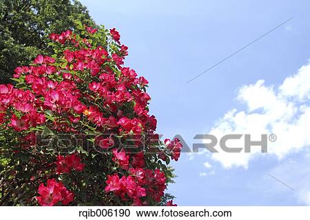 Rose flowers View Large Photo Image Stock Image - Rose flowers. Fotosearch