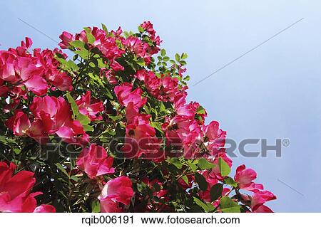 Rose flowers View Large Photo Image Stock Image - Rose flowers. Fotosearch