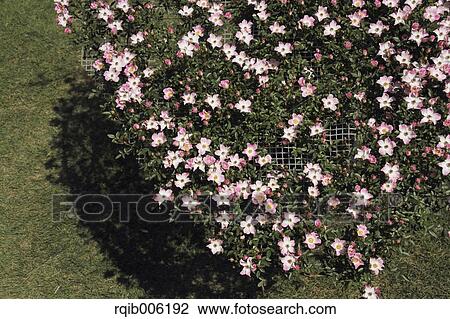 Stock Image - Rose flowers. Fotosearch