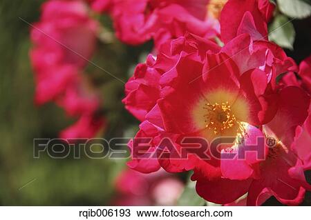 Stock Image - Rose flowers. Fotosearch