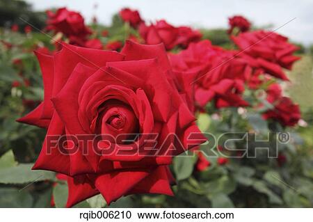 Rose flowers View Large Photo Image Stock Image - Rose flowers. Fotosearch