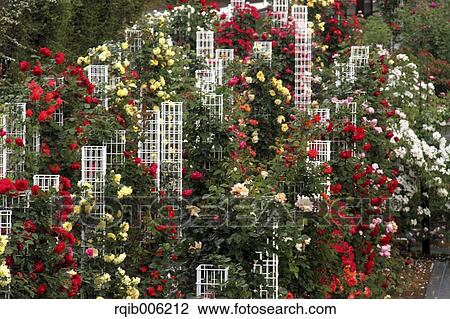 Stock Image - Rose flowers. Fotosearch
