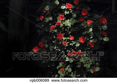 Rose flowers View Large Photo Image Stock Photo - Rose flowers. Fotosearch