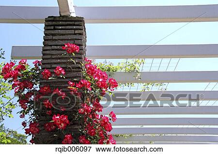 Rose flowers View Large Photo Image Stock Photo - Rose flowers. Fotosearch
