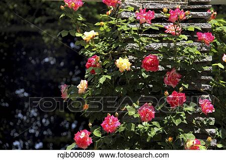 Rose flowers View Large Photo Image Stock Photo - Rose flowers. Fotosearch