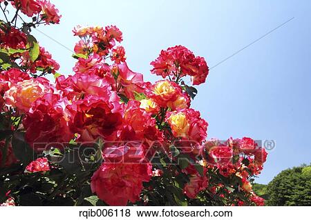 Rose flowers View Large Photo Image Stock Photo - Rose flowers. Fotosearch