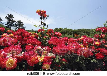 Rose flowers View Large Photo Image Stock Photo - Rose flowers. Fotosearch
