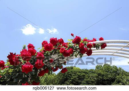 Rose flowers View Large Photo Image Stock Photo - Rose flowers. Fotosearch