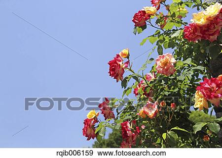 Rose flowers View Large Photo Image Stock Photo - Rose flowers. Fotosearch