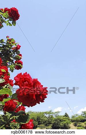 Rose flowers View Large Photo Image Stock Photo - Rose flowers. Fotosearch