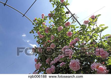 Rose flowers View Large Photo Image Stock Photo - Rose flowers. Fotosearch