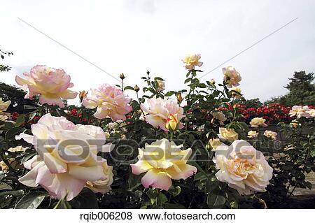 Rose flowers View Large Photo Image Stock Photo - Rose flowers. Fotosearch