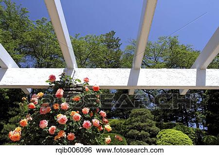 Rose flowers View Large Photo Image Stock Photograph - Rose flowers. Fotosearch