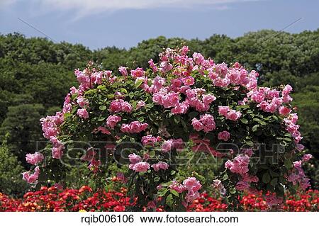 Stock Photograph - Rose flowers. Fotosearch