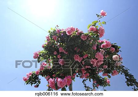 Stock Photograph - Rose flowers. Fotosearch