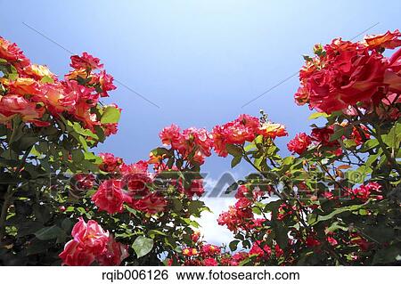 Stock Photograph - Rose flowers. Fotosearch