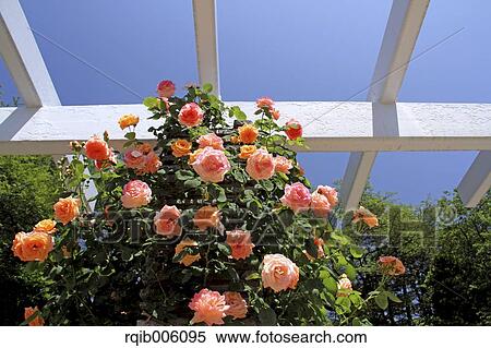 Rose flowers View Large Photo Image Stock Photography - Rose flowers. Fotosearch